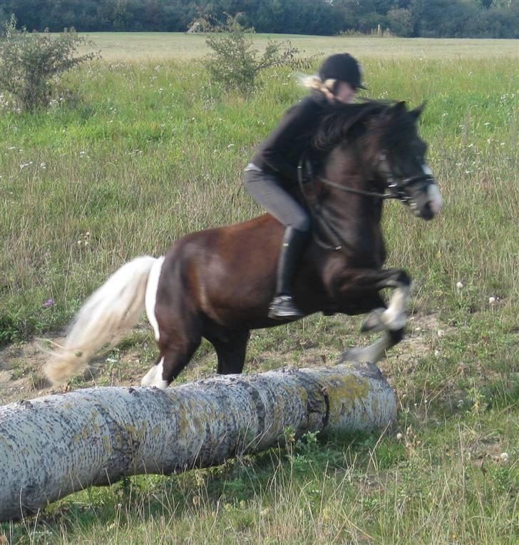 Anden særlig race Trigger (min gamle pony) billede 10