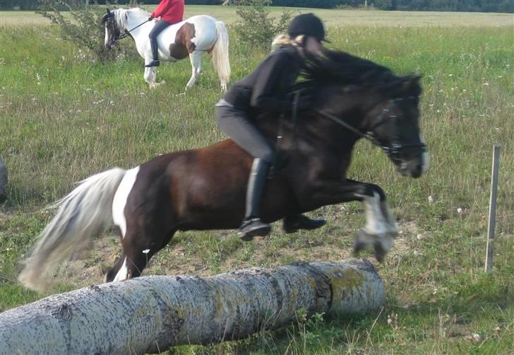 Anden særlig race Trigger (min gamle pony) billede 11