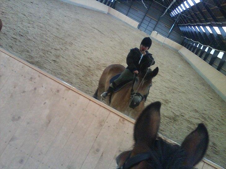 Belgier - Møffe (Basse) - Aller første ridetur i ridehuset :) <3 billede 1