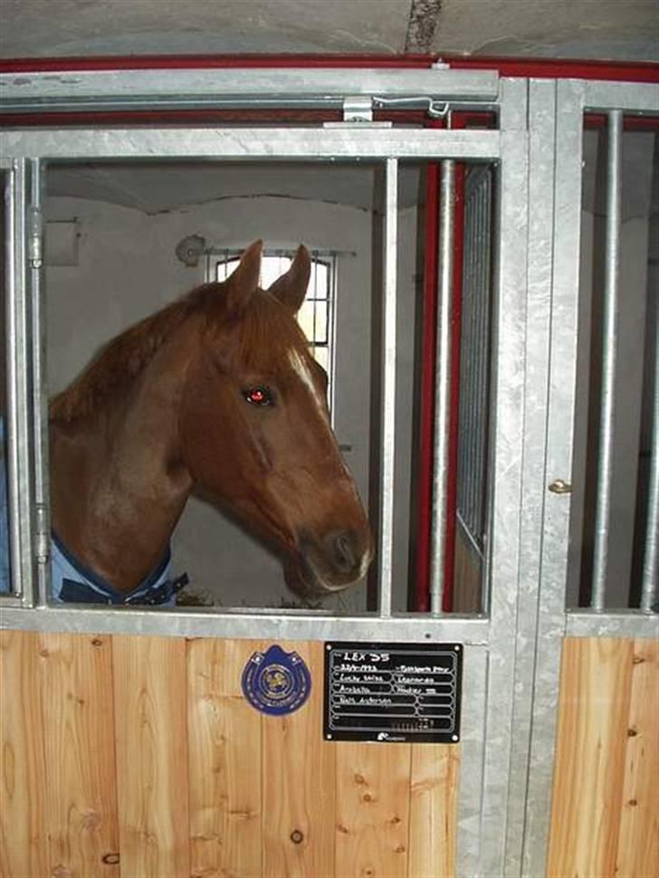 Tysk Sportspony Lex 35  - Lex i hans boks hjemme ved Mads og Mette billede 1