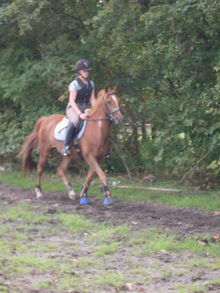 Tysk Sportspony Lex 35  - Anden gang jeg rider ham hjemme ved Mads og Mette billede 3