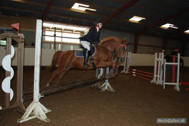 Tysk Sportspony Lex 35  - Vores andet stævne sammen i BDR!<3 Elsker dig Lex 35 billede 4