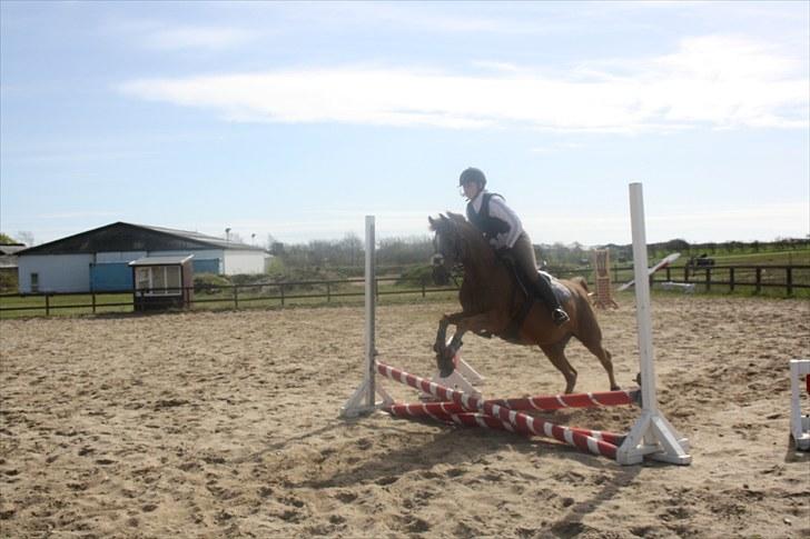 Tysk Sportspony Lex 35  - Springtræning D 27/4-2010. Baby spring men skulle lige ind;D billede 5