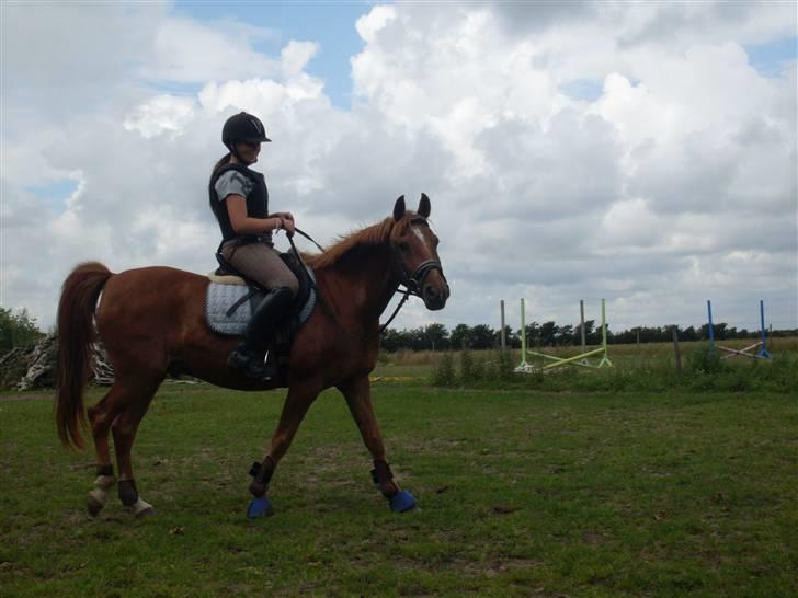 Tysk Sportspony Lex 35  - Mit ynglings billede billede 6