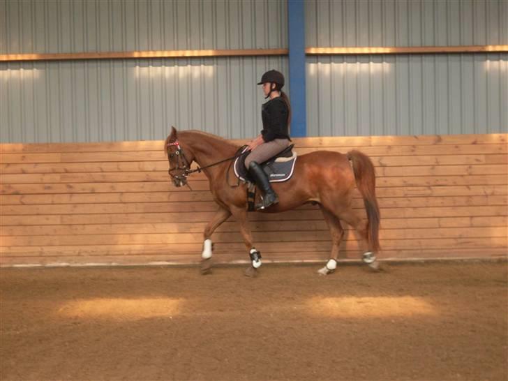 Tysk Sportspony Lex 35  - Første gang jeg rider ham på Elmegaarden billede 7