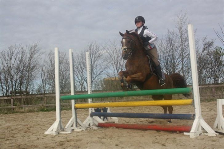 Tysk Sportspony Lex 35  - Elsker den pony (D.27/4-2010) billede 8