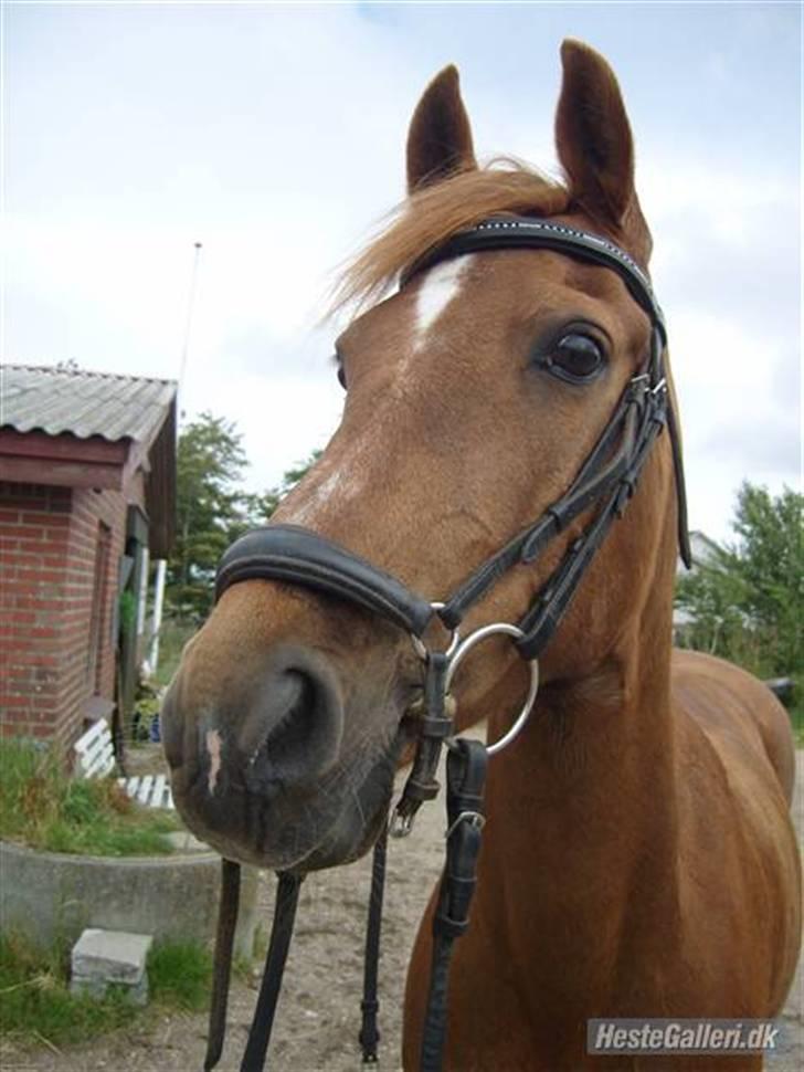 Tysk Sportspony Lex 35  - Lex i BDR billede 10