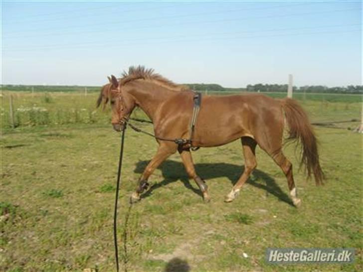 Tysk Sportspony Lex 35  - Lex i longe hjemme ved Mads og Mette billede 11