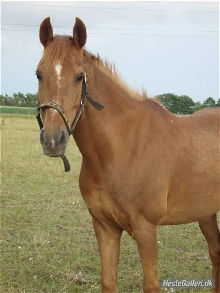 Tysk Sportspony Lex 35  - Lex på mark billede 13