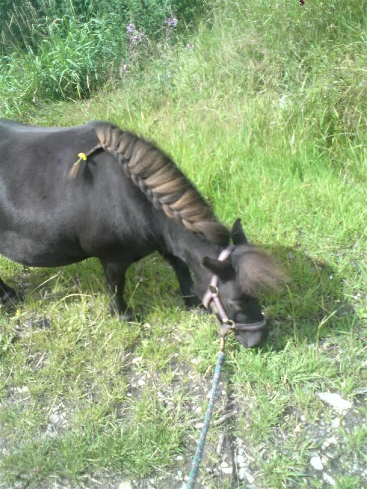 Shetlænder Bella billede 6