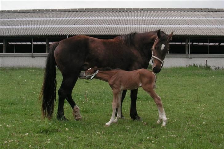 Welsh Cob (sec D) Stensgårds Tristan billede 5