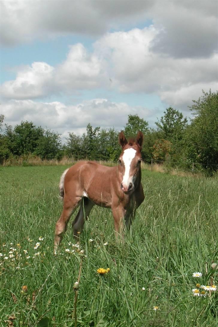 Welsh Cob (sec D) Stensgårds Tristan - En fin lille fyr, 8 dage gammel billede 6