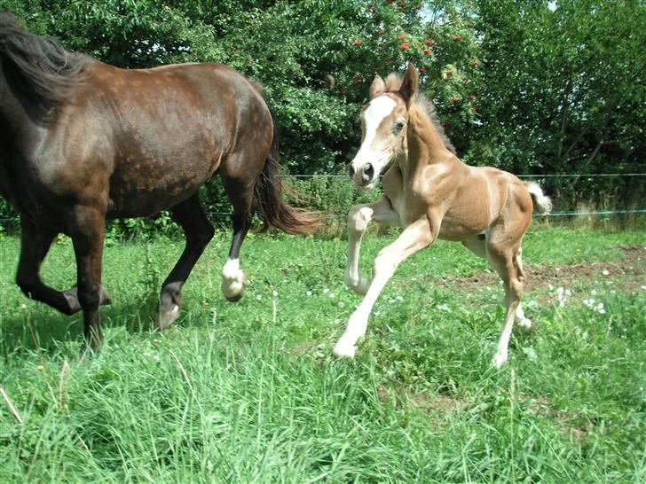 Welsh Cob (sec D) Stensgårds Tristan - hopla :D billede 7