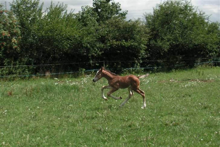 Welsh Cob (sec D) Stensgårds Tristan billede 8
