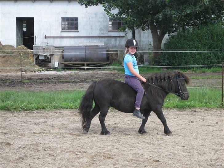 Shetlænder Evita   /Solgt/ - så går det løs. billede 4