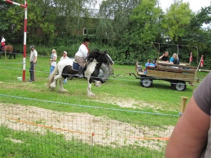 Irish Cob Robin Ó Reily   <<SOLGT>> billede 7