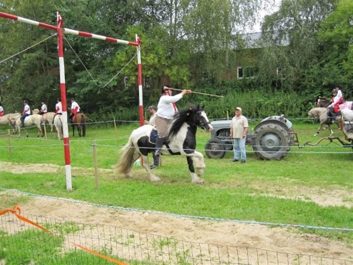 Irish Cob Robin Ó Reily   <<SOLGT>> billede 8