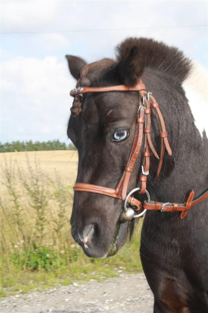 Anden særlig race Shetter *Fernando* billede 11