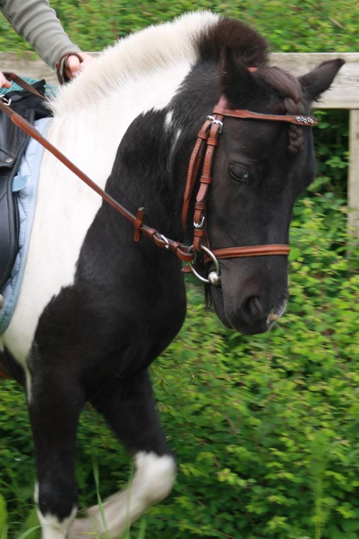 Anden særlig race Shetter *Fernando* billede 12