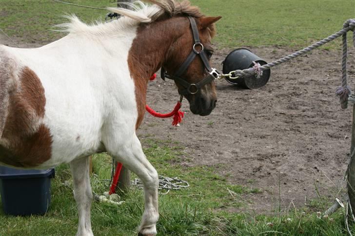 Shetlænder sassy SOLGT - wov hvor er jeg smuk :) <3 billede 4