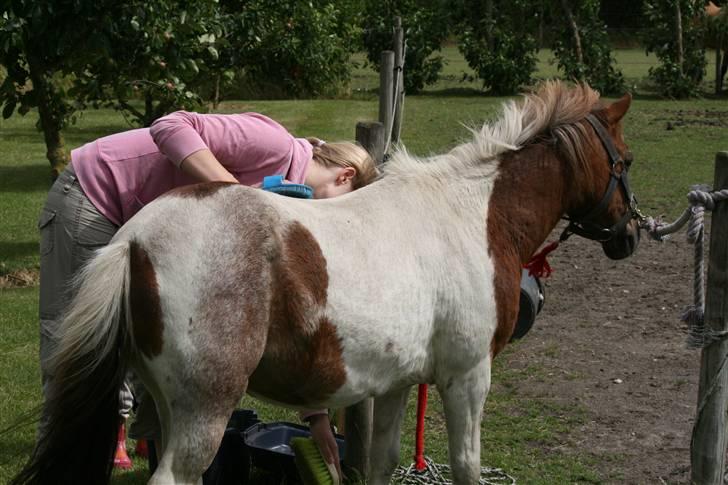 Shetlænder sassy SOLGT - orrh det er dejligt og  bilve striglet billede 5