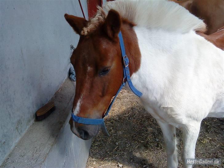 Anden særlig race KLAUS - SOLGT :'(<3 - du er gude  dejlig min dreng!<3 foto  stine lubek billede 19