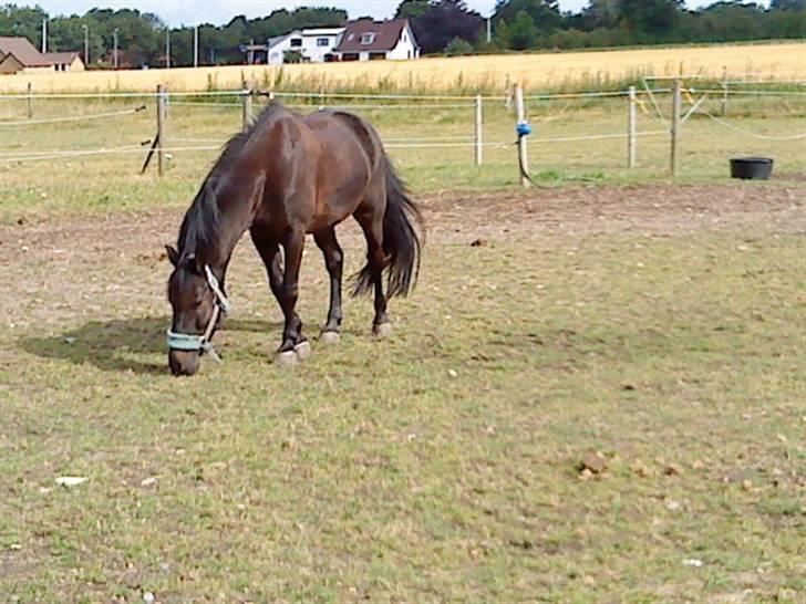 Anden særlig race Kila´s Sambo (SOLGT) - Sambo på fold nede ved tommy billede 11