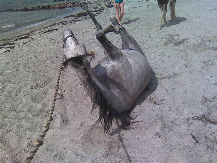 Arabisk fuldblod (OX) Svalegaards Esmakee OX - Esmakee triller i sandet. billede 14