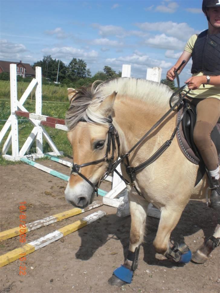 Fjordhest Loet Basland *mit alt<3* billede 5