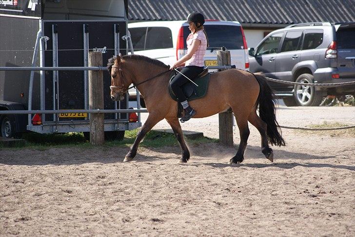 Anden særlig race Muldeberg (Elevpony) - Dygtig pony i en fin galop! :-) Foto: Amanda billede 11