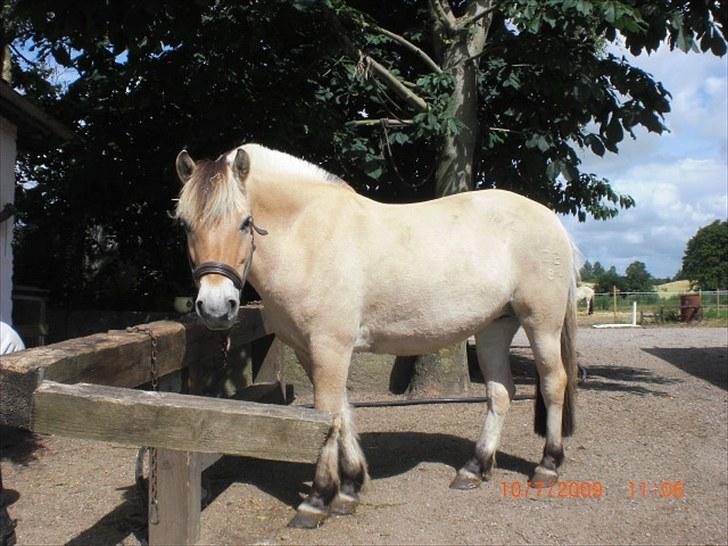 Fjordhest Loet Basland *mit alt<3* billede 6
