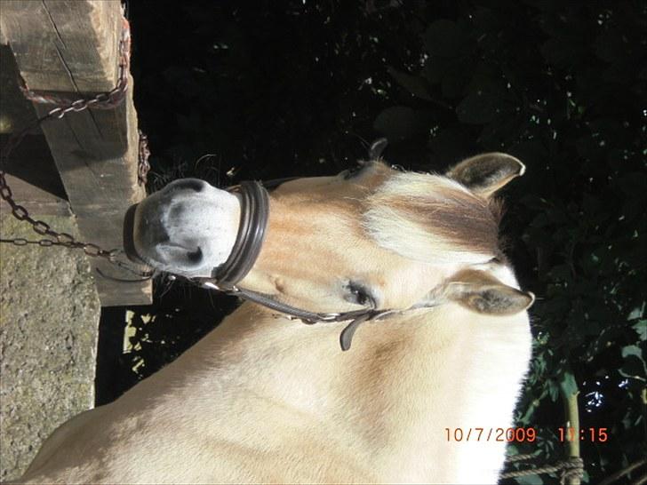 Fjordhest Loet Basland *mit alt<3* billede 7