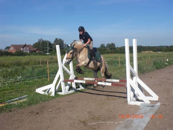 Fjordhest Loet Basland *mit alt<3* billede 8