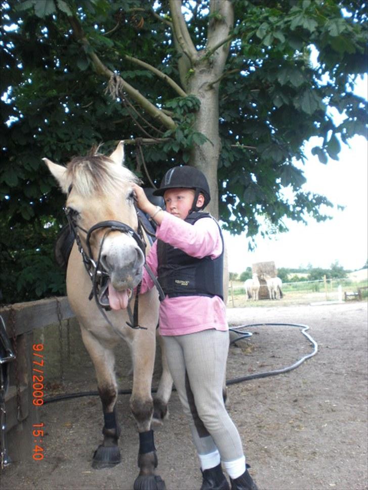 Fjordhest Loet Basland *mit alt<3* billede 9