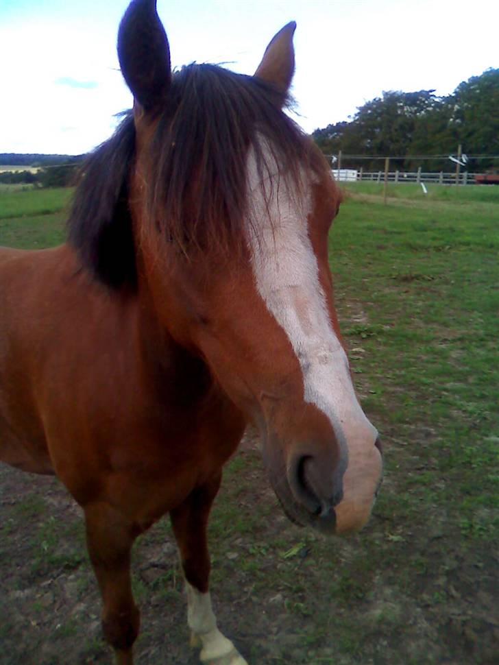 Welsh Pony (sec B) pretty R.I.P. billede 1