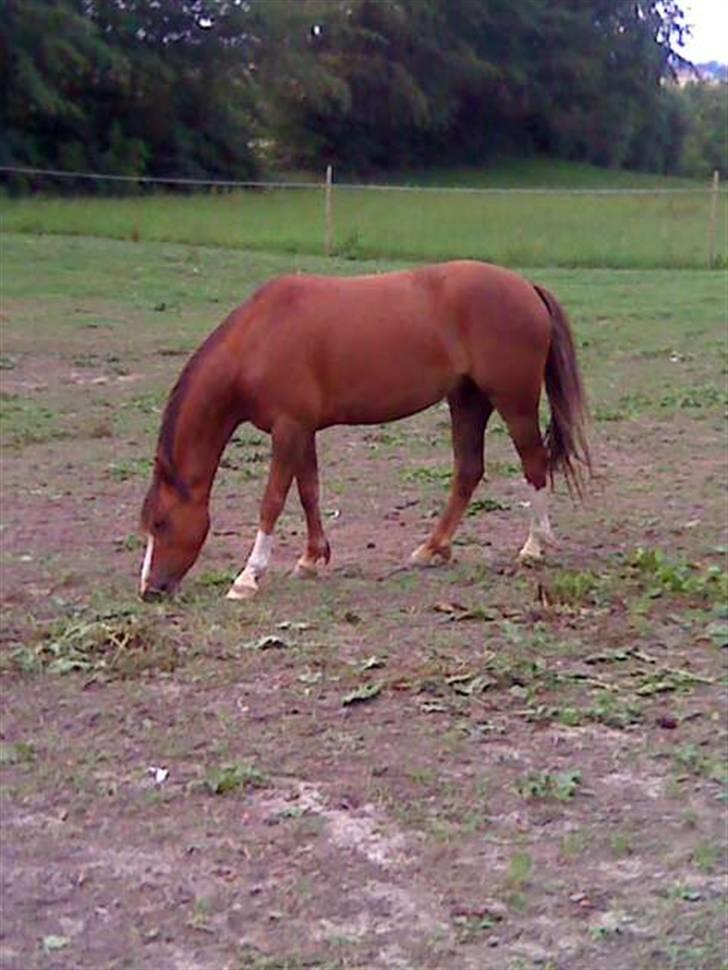 Welsh Pony (sec B) pretty R.I.P. billede 2