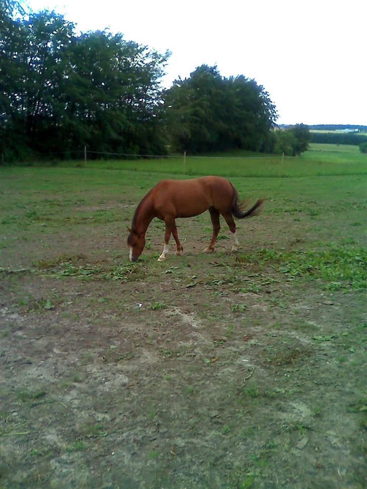 Welsh Pony (sec B) pretty R.I.P. billede 3