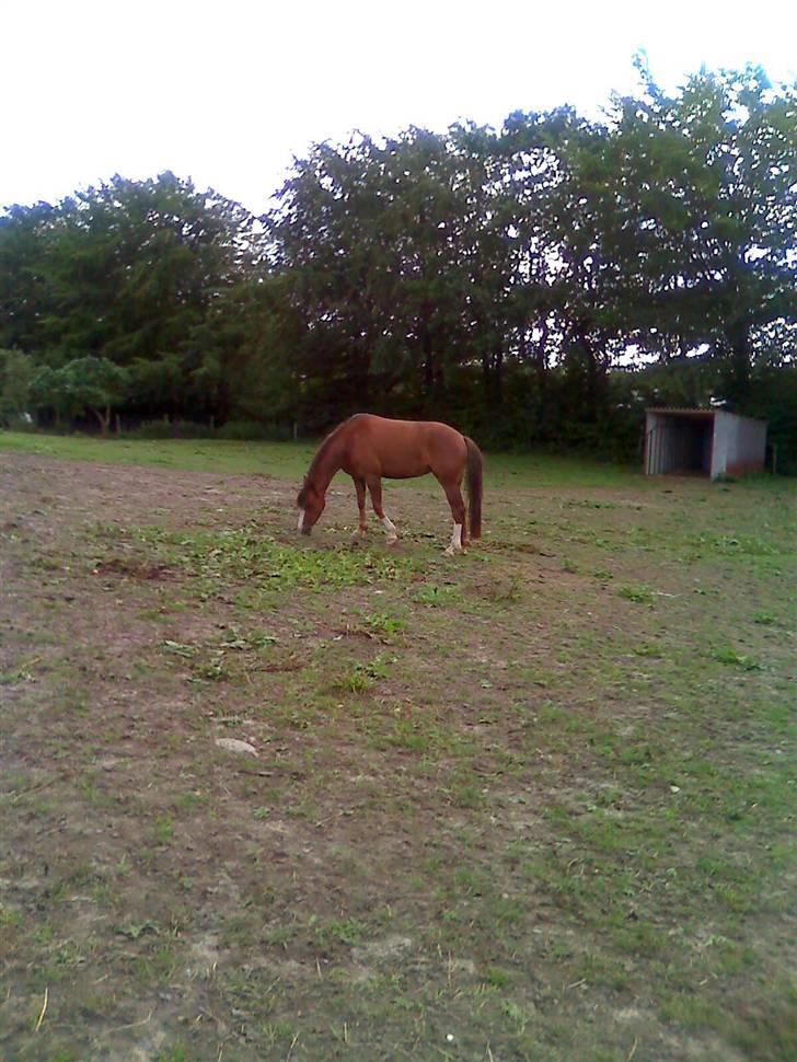 Welsh Pony (sec B) pretty R.I.P. billede 4