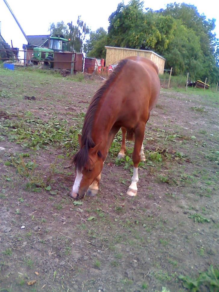 Welsh Pony (sec B) pretty R.I.P. billede 5