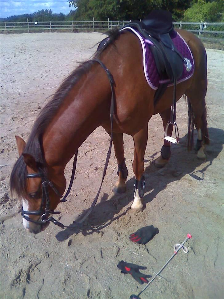 Welsh Pony (sec B) pretty R.I.P. - med sadel og hovedtøj... billede 6