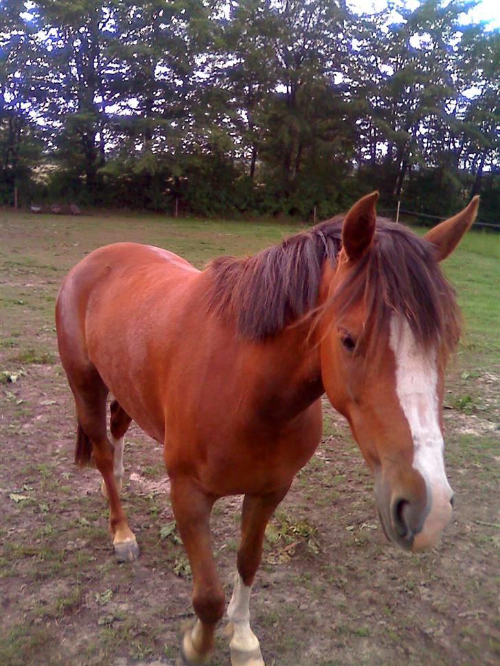 Welsh Pony (sec B) pretty R.I.P. billede 7