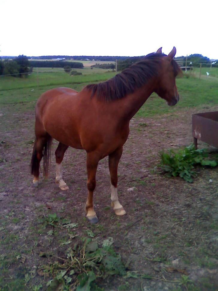 Welsh Pony (sec B) pretty R.I.P. - står og kigger efter Scarlett, der står og vrinker! billede 8