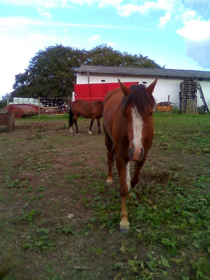 Welsh Pony (sec B) pretty R.I.P. billede 9