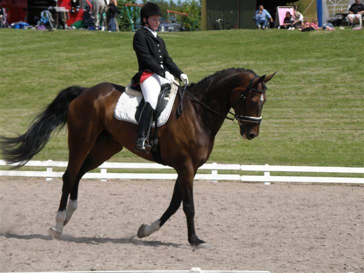 Dansk Varmblod Lundhede's Pricado R.I.P - Stævne 2009 billede 17