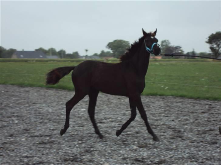 Trakehner Her princess Rimpler billede 15