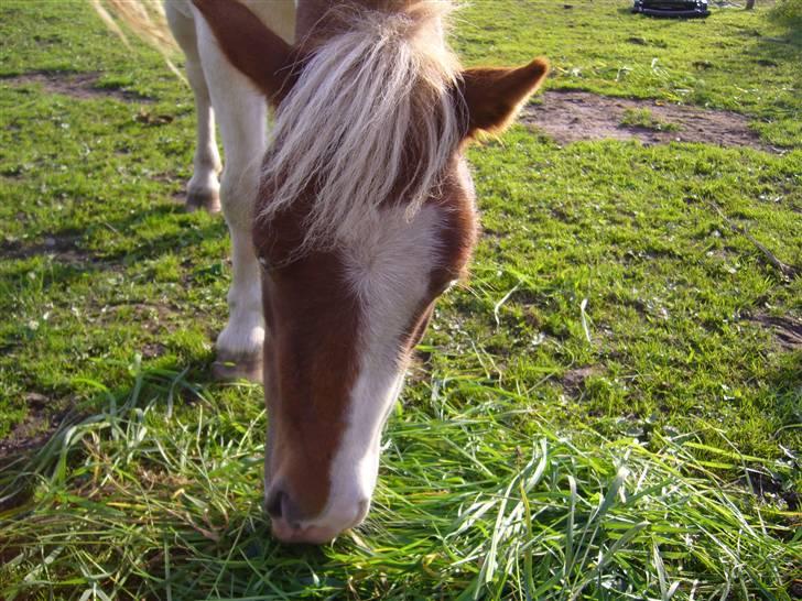 Shetlænder Trille - Hendes smukke hoved...<3 billede 8