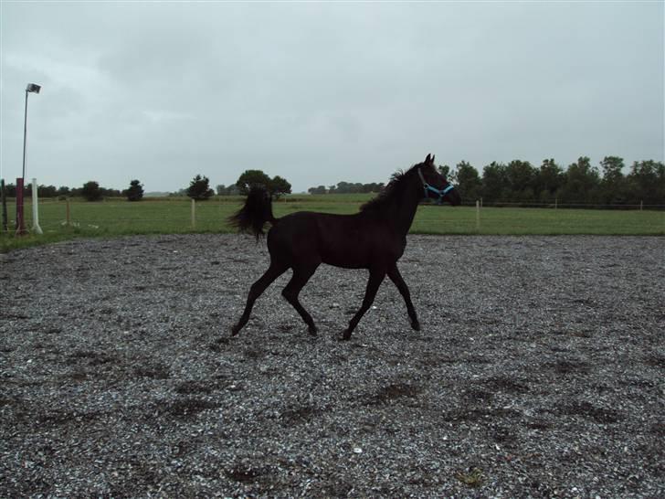 Trakehner Her princess Rimpler billede 16