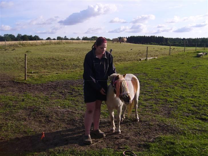 Shetlænder Trille - Trille min piige... <3  :) billede 11