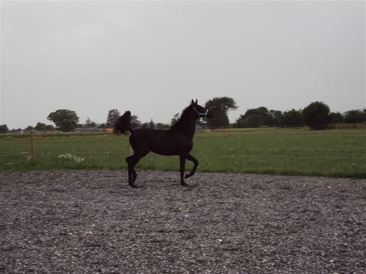 Trakehner Her princess Rimpler billede 17