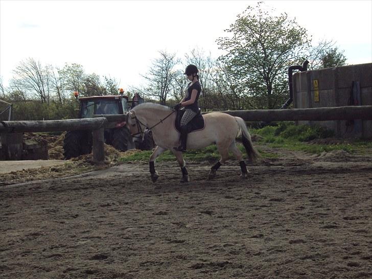 Fjordhest Møllevejs Hannibal - 18# Til undervisning <3 billede 18